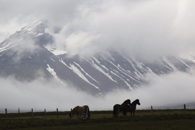 2011-07-04_13-48-57 island.jpg - Islandpferde